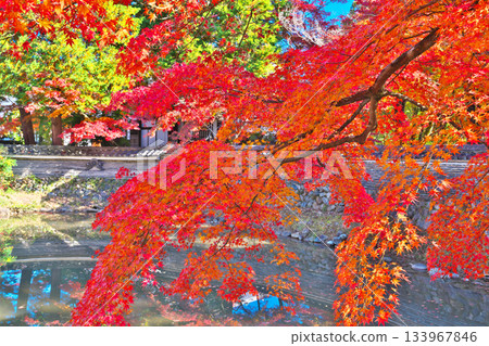 Nagoji Temple in autumn 133967846