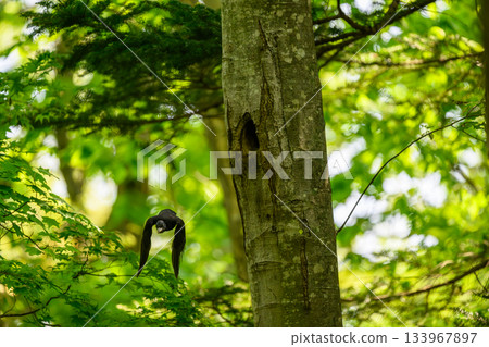 Black woodpecker raising a child 133967897