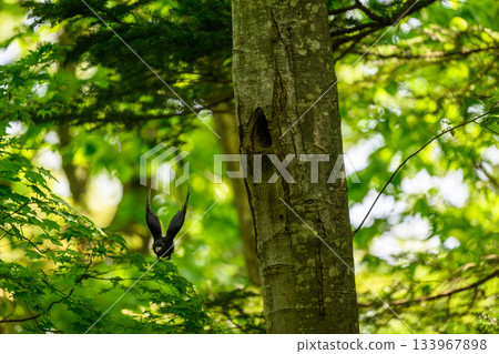 Black woodpecker raising a child 133967898