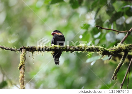 Toadbill Toadbill 133967943