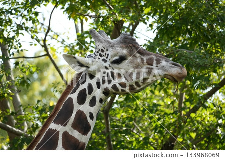 天王寺動物園網紋長頸鹿 133968069