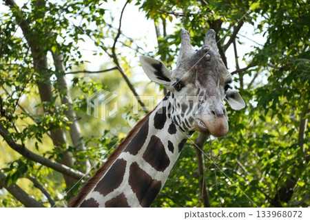 天王寺動物園網紋長頸鹿 133968072