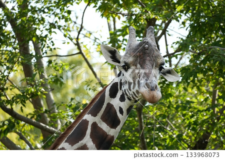 Tennoji Zoo Reticulated Giraffe 133968073