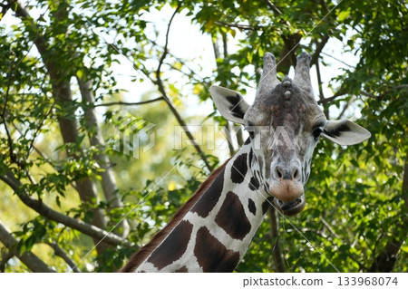 天王寺動物園網紋長頸鹿 133968074