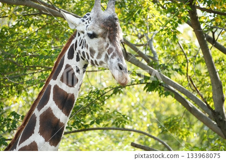 天王寺動物園網紋長頸鹿 133968075