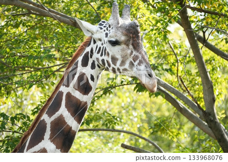 Tennoji Zoo Reticulated Giraffe 133968076