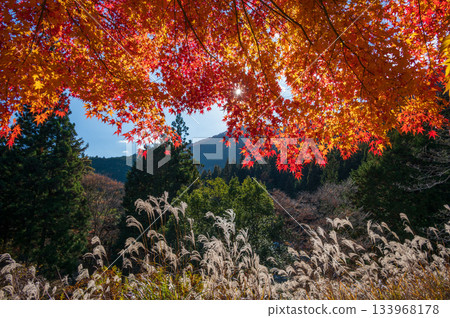鮮紅的楓樹屋頂、秋葉和銀草,還有南稻永湖畔一棵孤獨的楓樹。 鮮紅的楓樹屋頂、秋葉和銀草,還有南稻永湖畔一棵孤獨的楓樹。 133968178