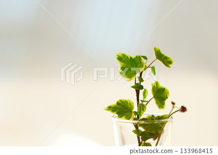 夕陽西下,一盆盆栽植物插在小小的玻璃花瓶裡。 夕陽西下,一盆盆栽植物插在小小的玻璃花瓶裡。 133968415