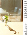A houseplant in a small glass vase in the setting sun 133968416