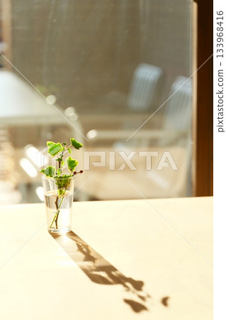 A houseplant in a small glass vase in the setting sun 133968416