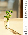A houseplant in a small glass vase in the setting sun 133968417