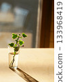 A houseplant in a small glass vase in the setting sun 133968419