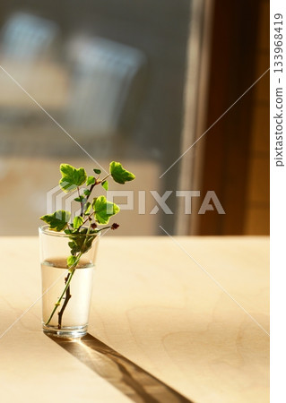 A houseplant in a small glass vase in the setting sun 133968419