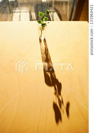 A houseplant in a small glass vase in the setting sun 133968421