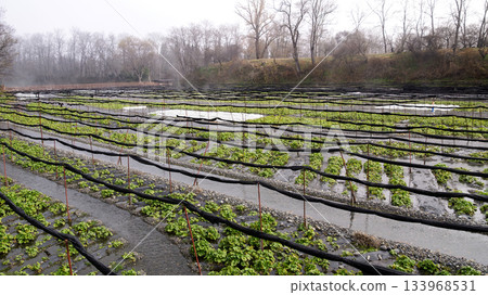 2025 年 11 月 30 日 安曇野大王芥末農場 133968531