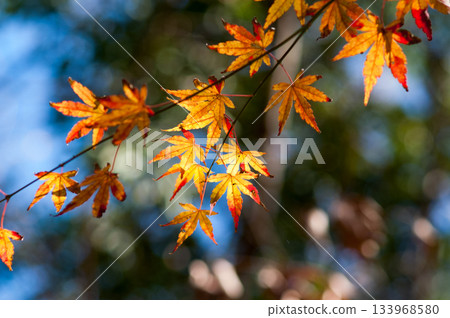 Autumn leaves Autumn leaves 133968580