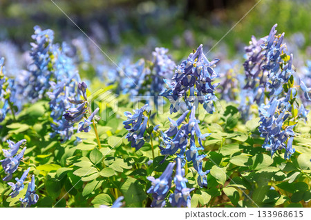 紫堇（Corydalis ambigua）為北海道富良野早春的森林增添了一抹柔和的色彩 [四月] 133968615