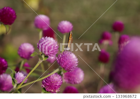 一隻銀色蝴蝶正在吸食粉紅色紫薇花的花蜜 133968672