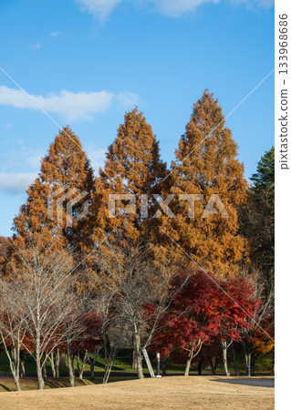 A large tree of Metasequoia with autumn leaves 133968686