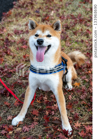 Carpet of fallen leaves and Shiba Inu 133968690