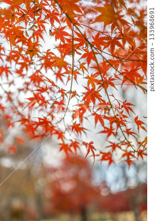 Autumn leaves, beautiful autumn Autumn leaves, beautiful autumn 133968691