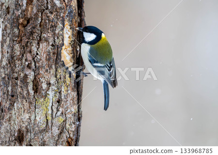 停在樹上的山雀 133968785