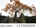 A persimmon tree laden with fruit in a mountain village 133968900