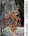 A persimmon tree laden with fruit in a mountain village 133968901