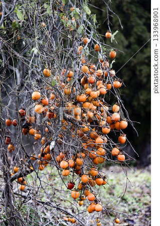 A persimmon tree laden with fruit in a mountain village 133968901