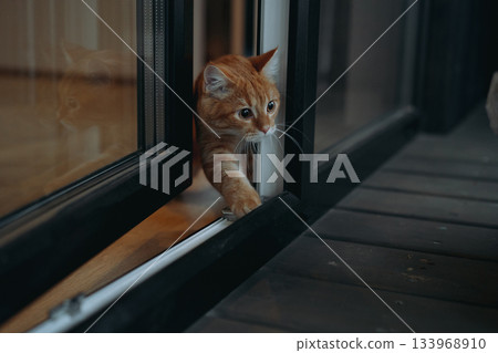 domestic ginger tabby cat escaping home to the terrasse 133968910