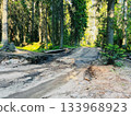 unsurfaced dirt road in forest on summer day 133968923
