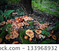 a stump covered with false honey mushrooms 133968932