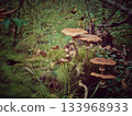honey mushroom growing in forest in autumn 133968933