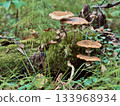 autumn honey mushroom growing in forest  133968934