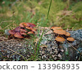 a stump covered with false honey mushrooms 133968935