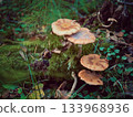 honey mushroom growing on tree stomp in autumn 133968936