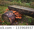 Jack o'Lantern mushroom growing on log of handmade bench in forest 133968937
