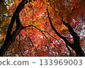 Autumn leaves, bright red maple, autumn, autumn leaves scenery, I photographed the bright red autumn leaves in the mountains 133969003