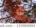 Momiji who changed leaves 133969004