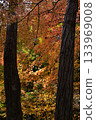 The autumn leaves forest 133969008