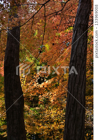 The autumn leaves forest The autumn leaves forest 133969008