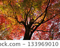 Bright red autumn leaves 133969010