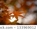Bright autumn leaves 133969012
