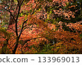 Momiji stained with the color of autumn 133969013
