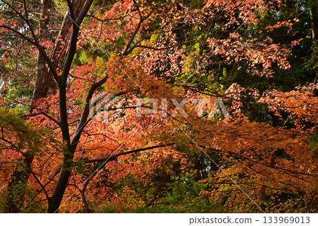 Momiji沾滿了秋天的顏色 133969013