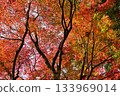 dyed in autumn colors 133969014