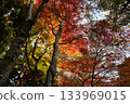 Momiji who changed leaves 133969015