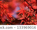 Bright red autumn leaves 133969016