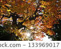 Maple leaves which turned red leaves and the sun 133969017
