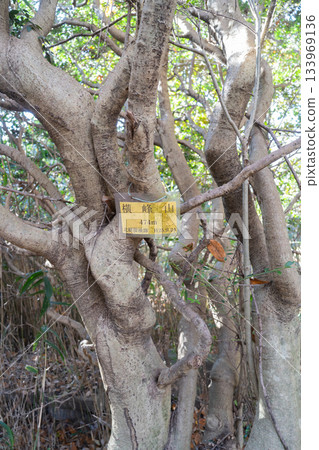 橫峰山頂（生駒生產區） 133969136